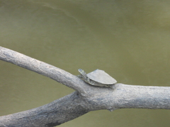 Graptemys sabinensis