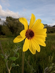 Tithonia tubaeformis