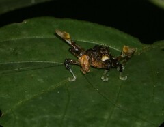 Pycnopalpa bicordata