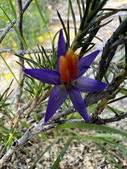 Calectasia