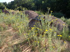 Grindelia ciliata