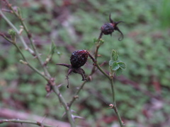 Rosa rubiginosa
