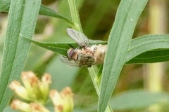 Entomophthora