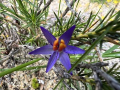 Calectasia