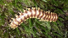 Arthrophaga myriapodina