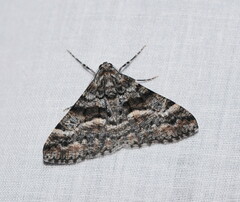 Gastrinodes argoplaca