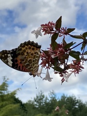 Argynnis hyperbius