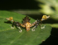 Pycnopalpa bicordata
