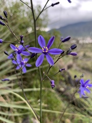 Pasithea caerulea