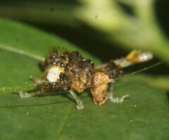 Pycnopalpa bicordata