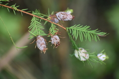 Taxodiomyia cupressiananassa