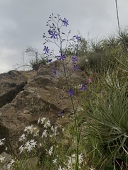 Pasithea caerulea