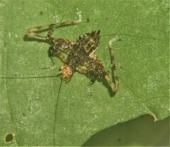 Pycnopalpa bicordata