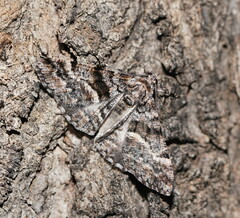 Gastrinodes argoplaca