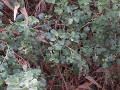 Chenopodium parabolicum