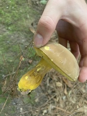 Boletus auripes