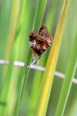 Tebenna gnaphaliella