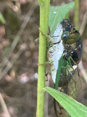 Neotibicen tibicen