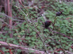 Rosa rubiginosa