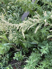 Artemisia indica