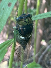 Neotibicen tibicen