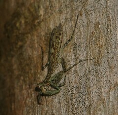Liturgusa