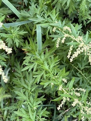 Artemisia indica