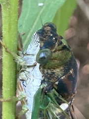 Neotibicen tibicen