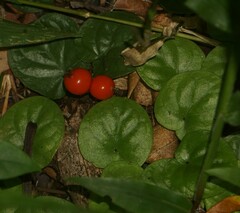 Geophila repens