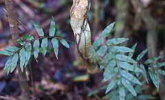 Arthropteris tenella