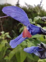 Pyrausta inornatalis