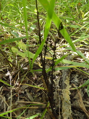 Corallorhiza striata