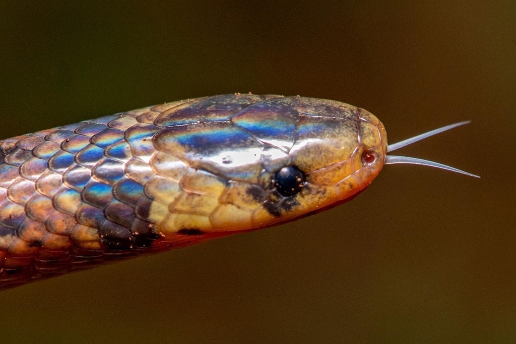 Paraguayan Ground Snake