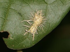 Gibellula