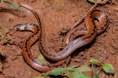 Paraguayan Tellurian Snake