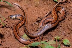 Atractus paraguayensis