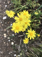 Senecio pinnatifolius