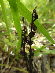 Corallorhiza striata