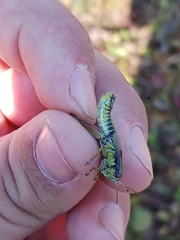 Melanoplus digitifer