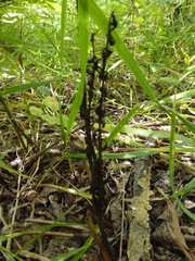 Corallorhiza striata