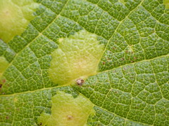 Pachypsylla