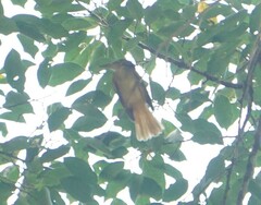 Onychorhynchus coronatus