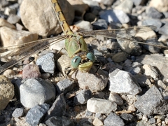 Ophiogomphus severus