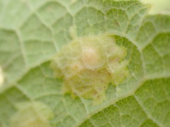 Pachypsylla
