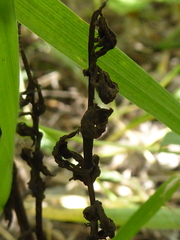 Corallorhiza striata