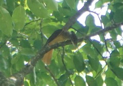 Onychorhynchus coronatus