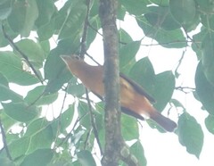 Onychorhynchus coronatus