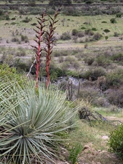 Puya coerulea