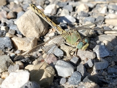 Ophiogomphus severus