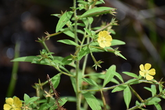 Ludwigia leptocarpa